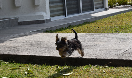 Perro